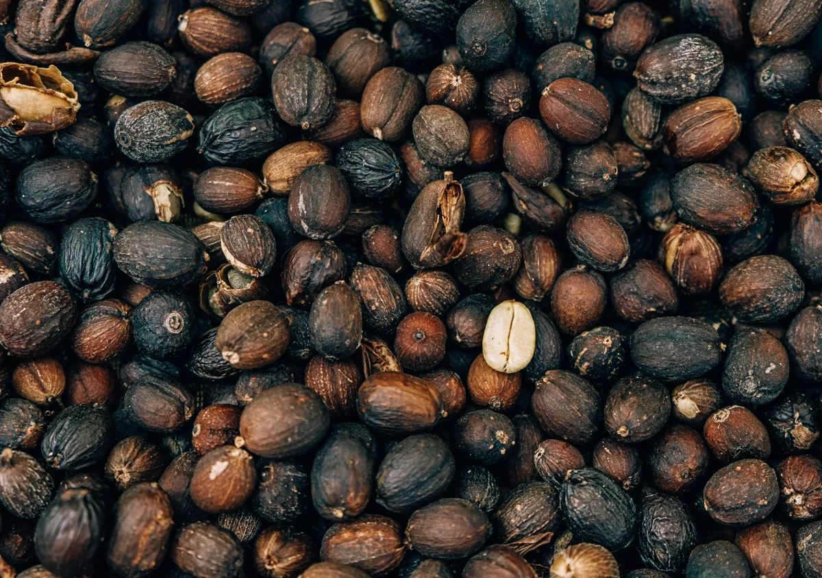 Granos de café secos con su cáscara