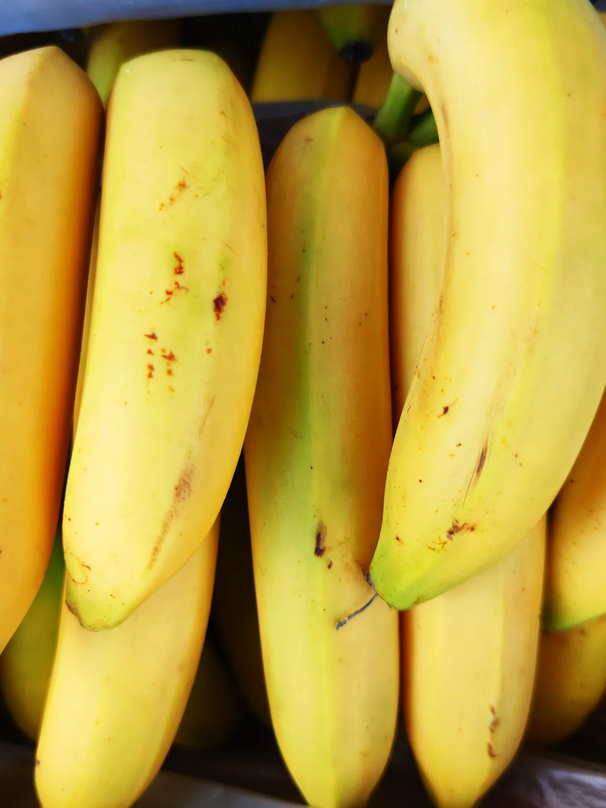 Racimo de plátanos maduros de cerca